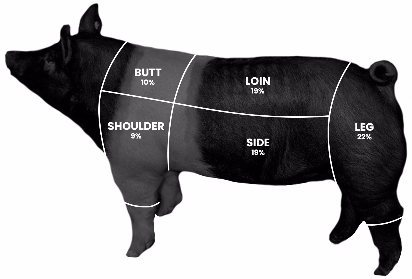 Pork Cutting Diagram