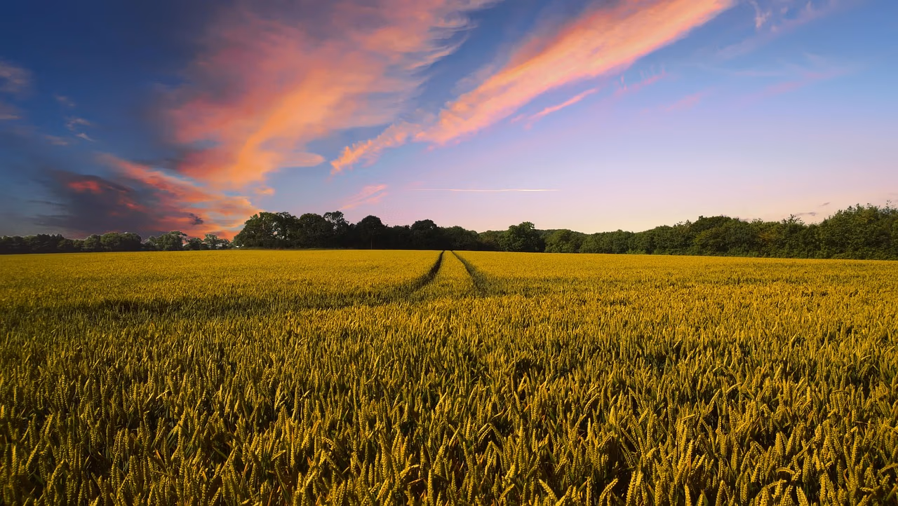 Long-Term Economic Viability and Farm Succession
