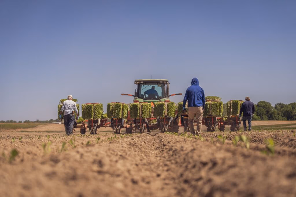 Tractor with a multi-row planter planting young crops as three workers supervise in a field under a clear blue sky.